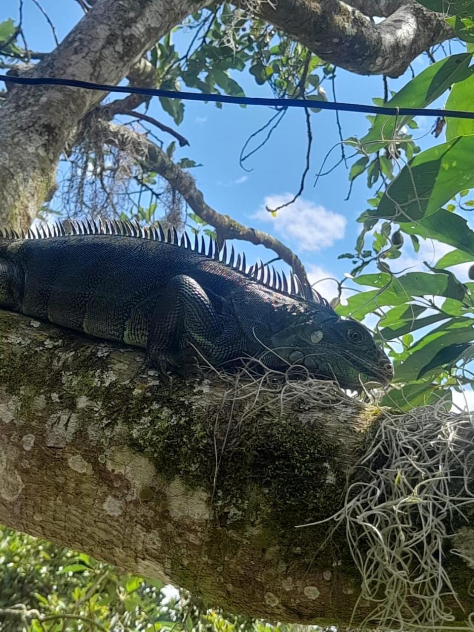Cabanas La Miranda フィランディア エクステリア 写真